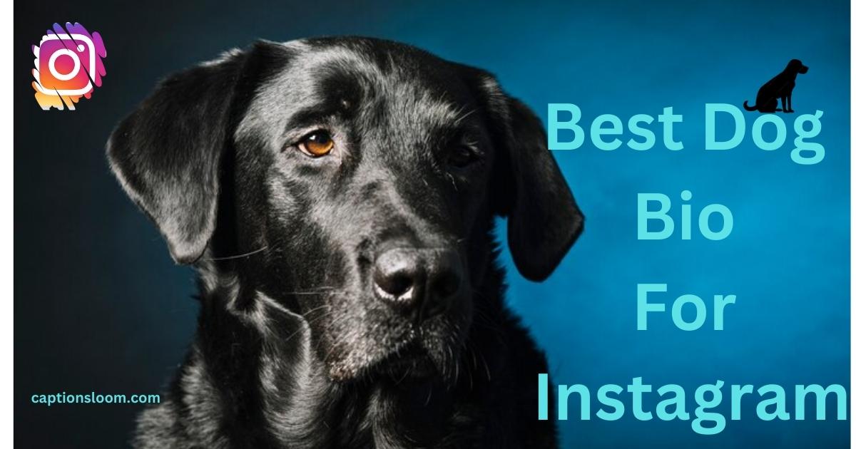 Close-up of a black dog against a blue background with text "Best Dog Bio For Instagram" and logos.
