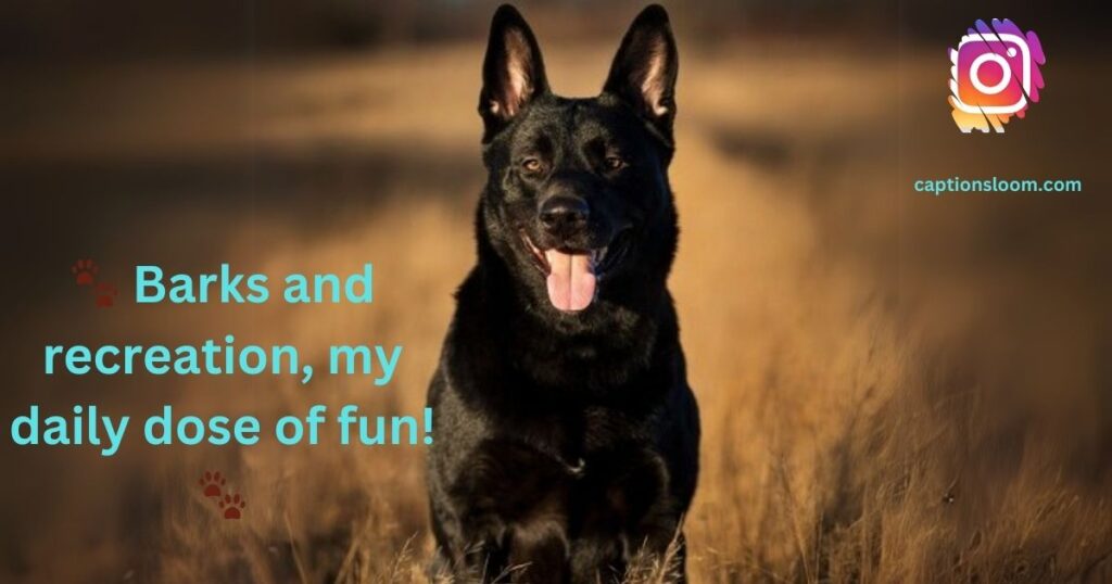 A black dog sitting in a field with the caption "Barks and recreation, my daily dose of fun!" and Instagram logo.