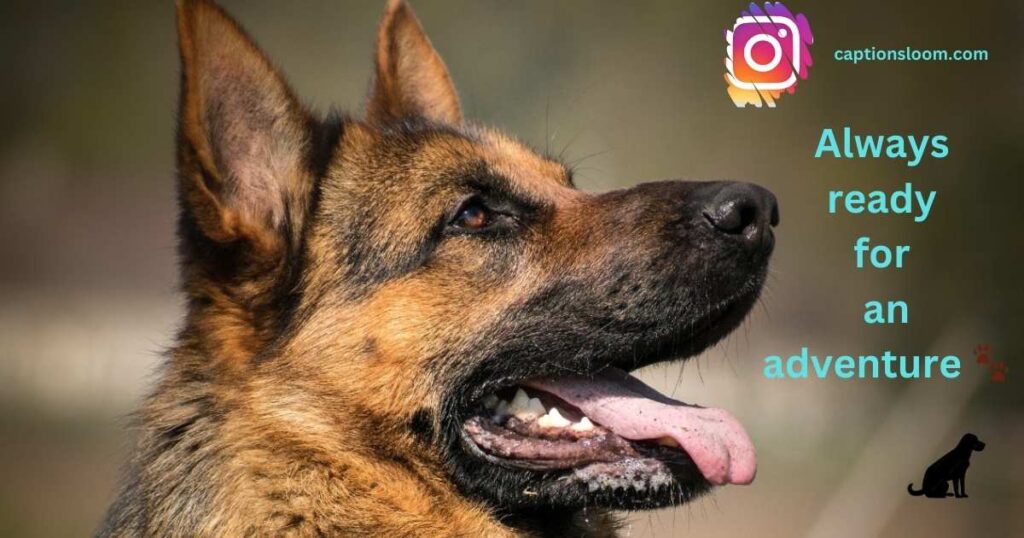 Side profile of a German Shepherd with text "Always ready for an adventure" overlay.